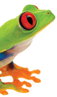 Frog image
